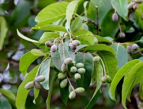 Terminalia chebula