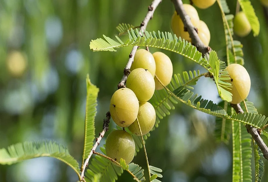 Amalaki fruit