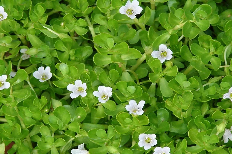 Benefits of Brahmi, dosage, side effects, and how to use?