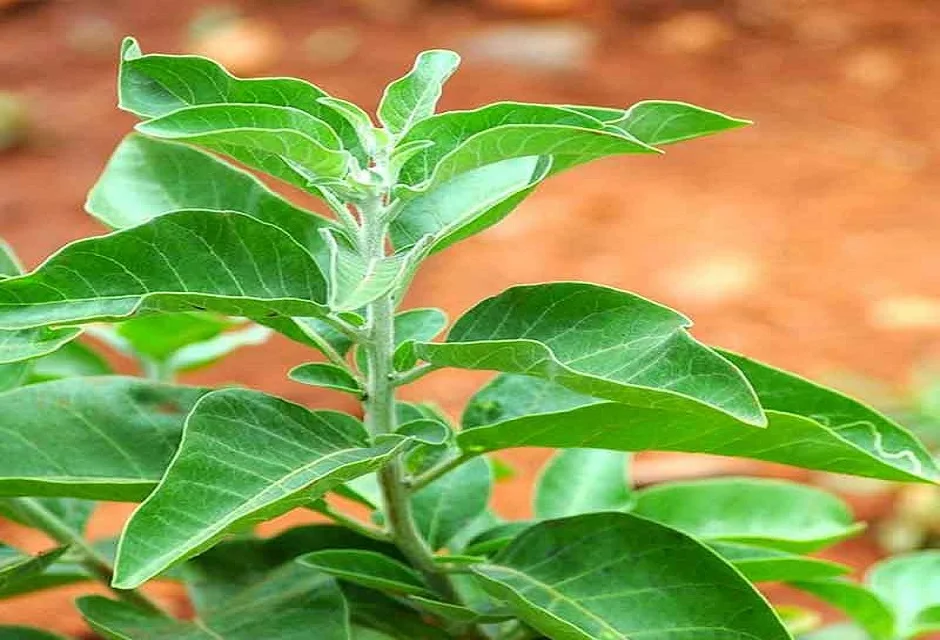 Benefits of ashwagandha, dosage, side effects and how to use?