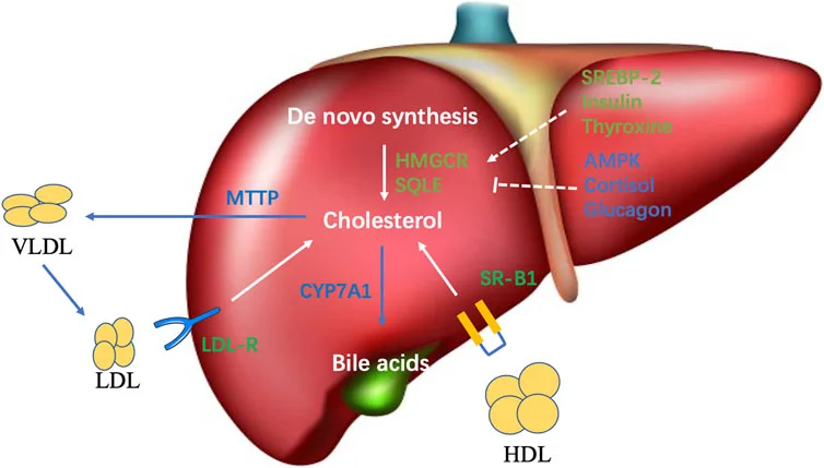 Cholesterol-function