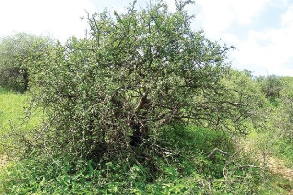 Commiphora mukul