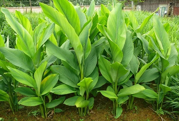 Curcuma longa