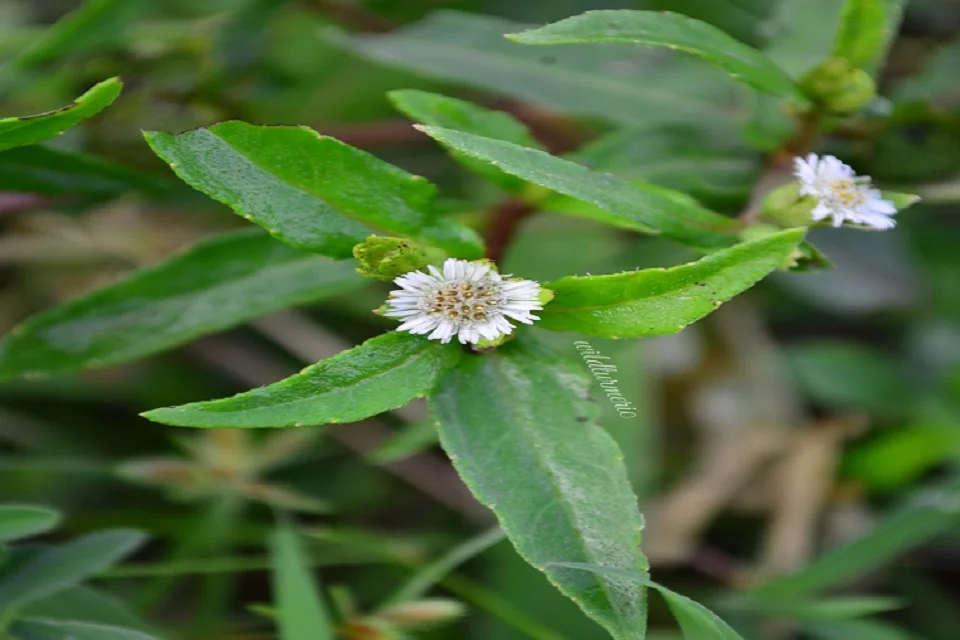 Eclipta alba