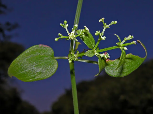 Rubia cordifolia