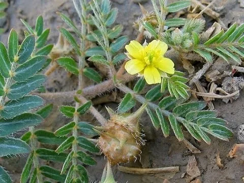 Tribulus terrestris