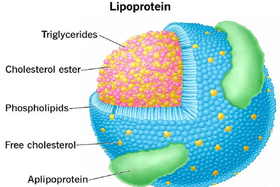 Triglyceride-Cholesterol