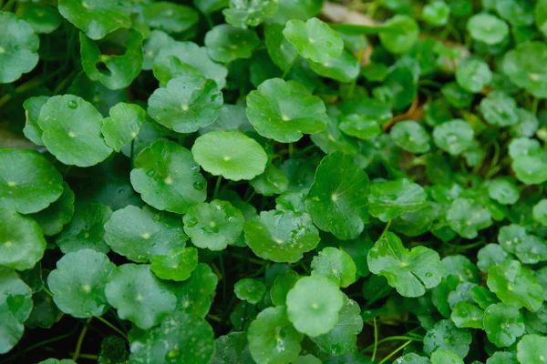 brahmi plant