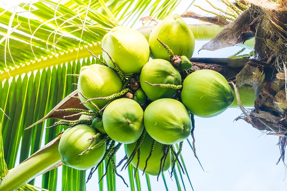 Benefits of Coconut along with its Ayurvedic and health benefits