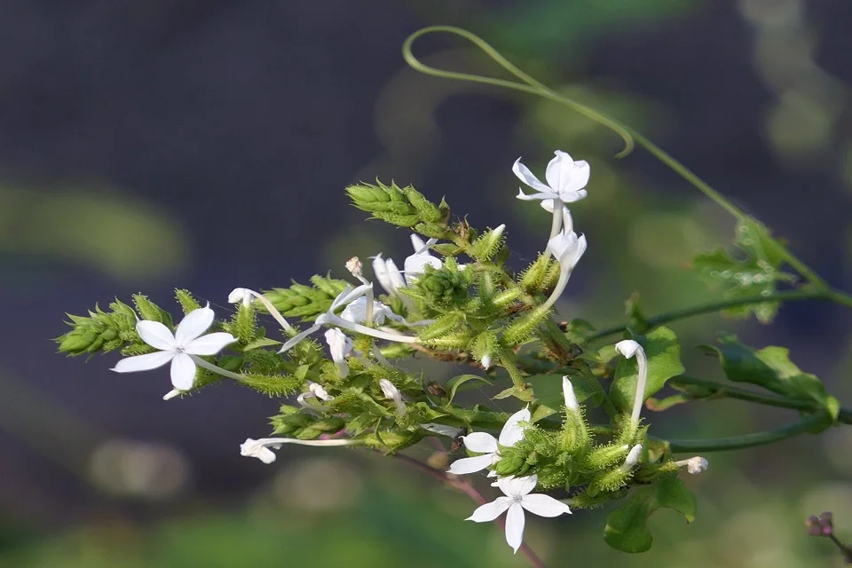 Plumbago-zeylanica