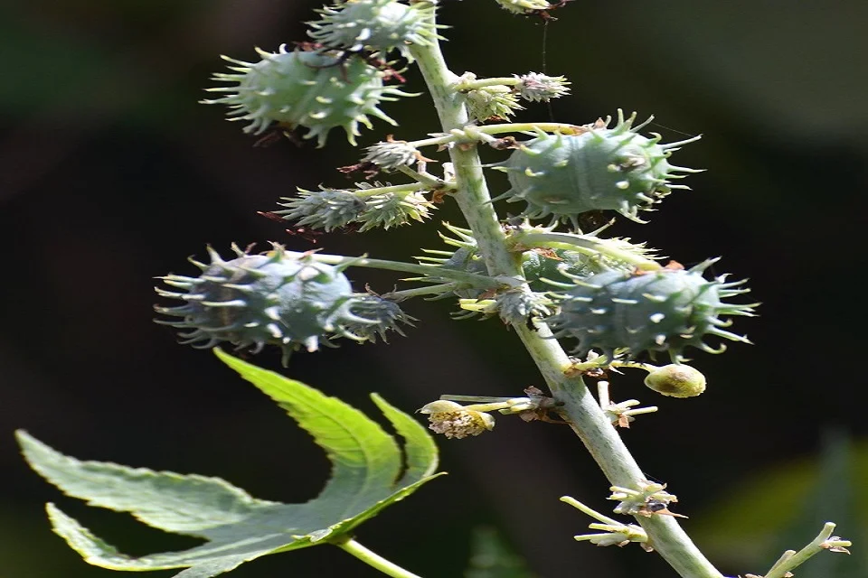 Ricinus-communis