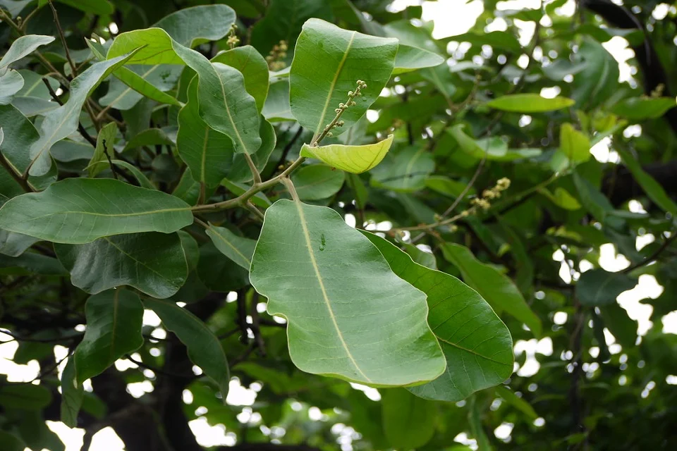 Semecarpus anacardium