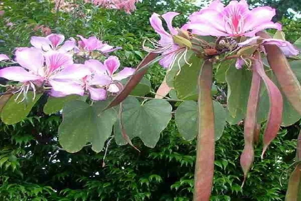 Bauhinia-variegata