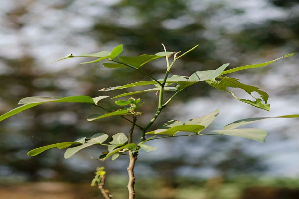 Cassia-Fistula