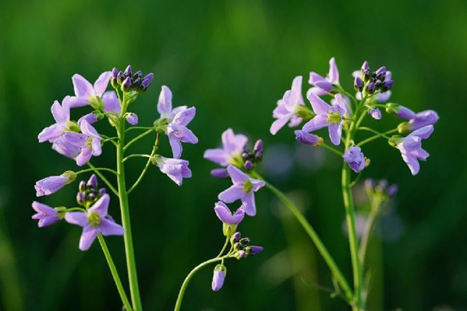 Nirgundi flower