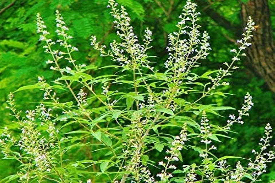 Vitex-negundo