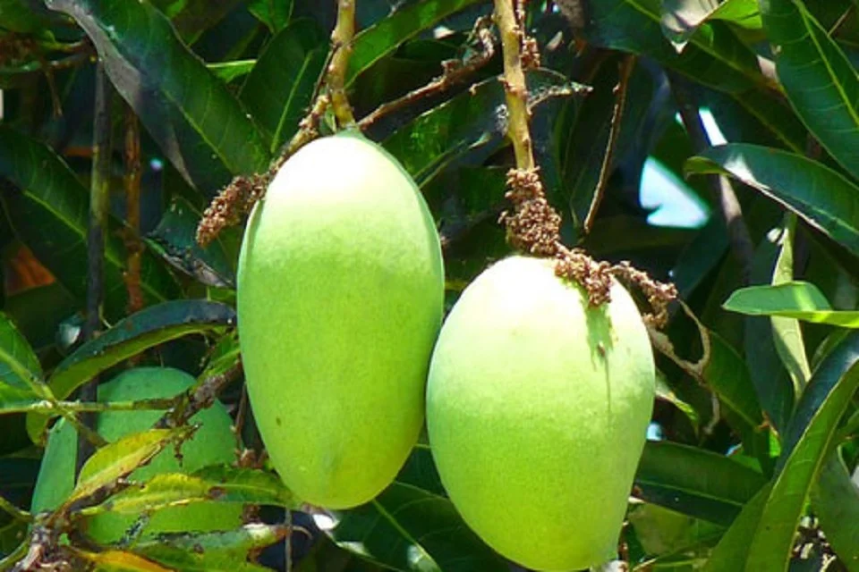 Unripe mango